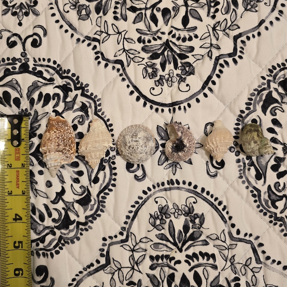 Assorted Seashell Collection 16 Pieces - Picture 10 of 11